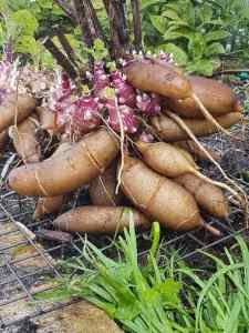 yacon tuber
